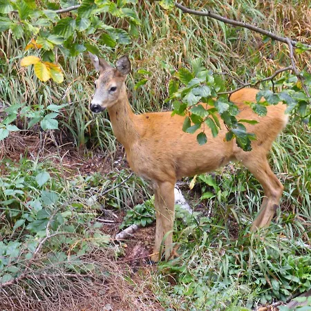 Forest Dream - Elit Apartament Pamporovo