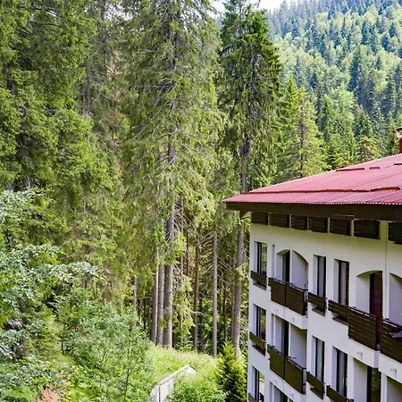 Forest Dream - Elit Pamporovo