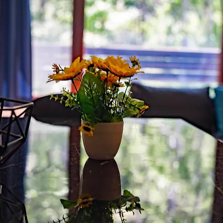 Forest Dream - Elit Daire