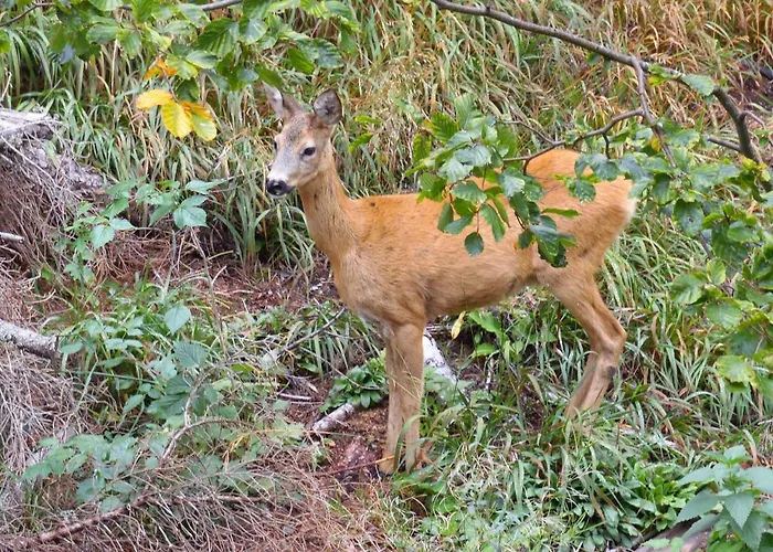 Forest Dream - Elit Daire Pamporovo