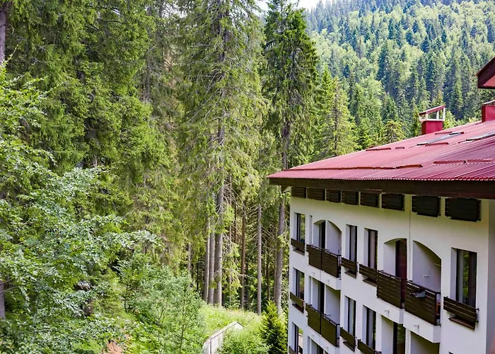 Forest Dream - Elit Pamporovo