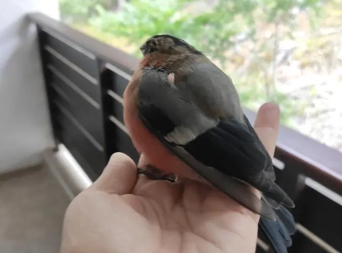 Forest Dream - Elit Daire Pamporovo